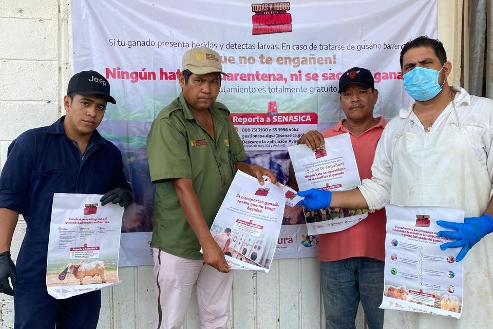 Refuerza SAGADEGRO campaña preventiva contra el gusano barrenador del ganado Refuerza SAGADEGRO campaña preventiva contra el gusano barrenador del ganado
