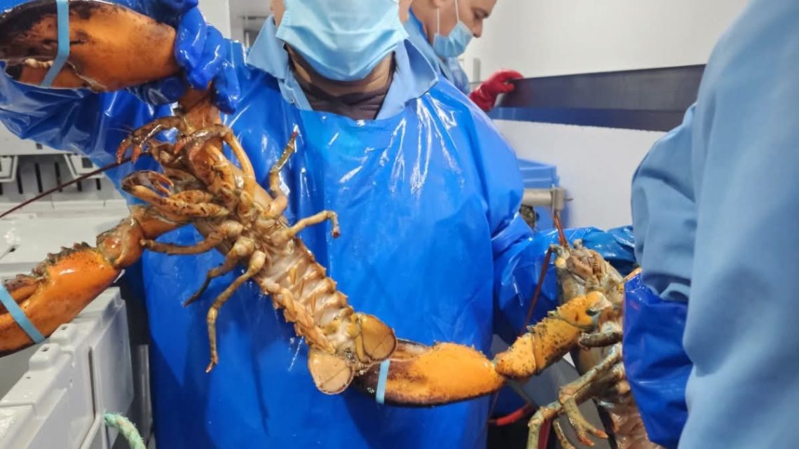 Destaca mano de obra guerrerense en el sector pesquero de Canadá en su cuarta temporada