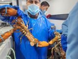 Destaca mano de obra guerrerense en el sector pesquero de Canadá en su cuarta temporada