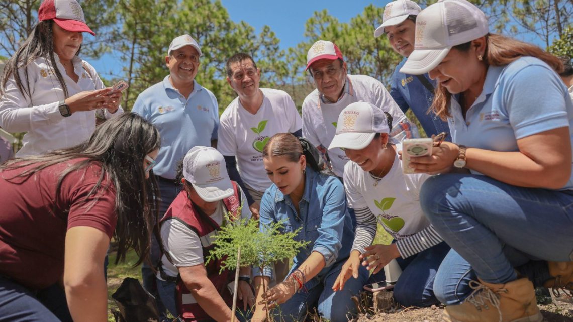La gobernadora Evelyn Salgado encabeza jornada de reforestación 2025 La gobernadora Evelyn Salgado encabeza jornada de reforestación 2025