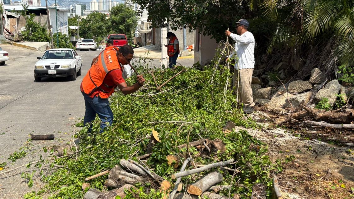 Libera Gobierno Municipal calle Juan Sebastián el Cano con retiro de árbol colapsado