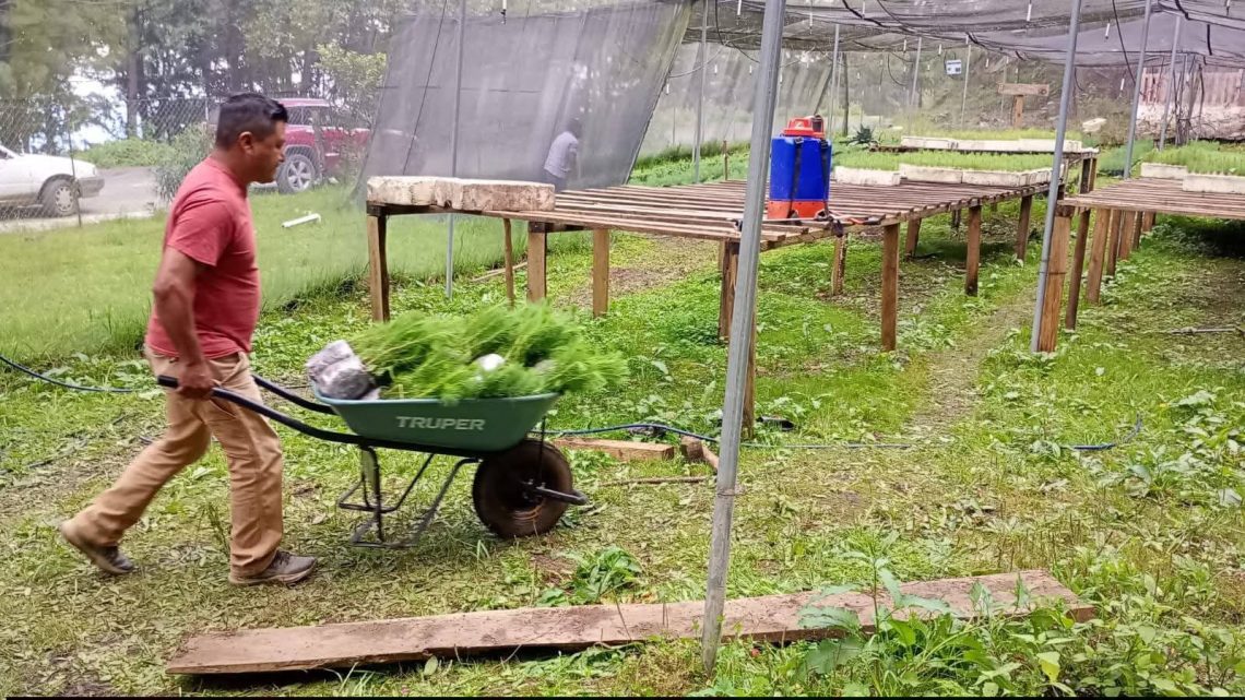 Gobierno del estado realiza jornada de reforestación en la región Sierra