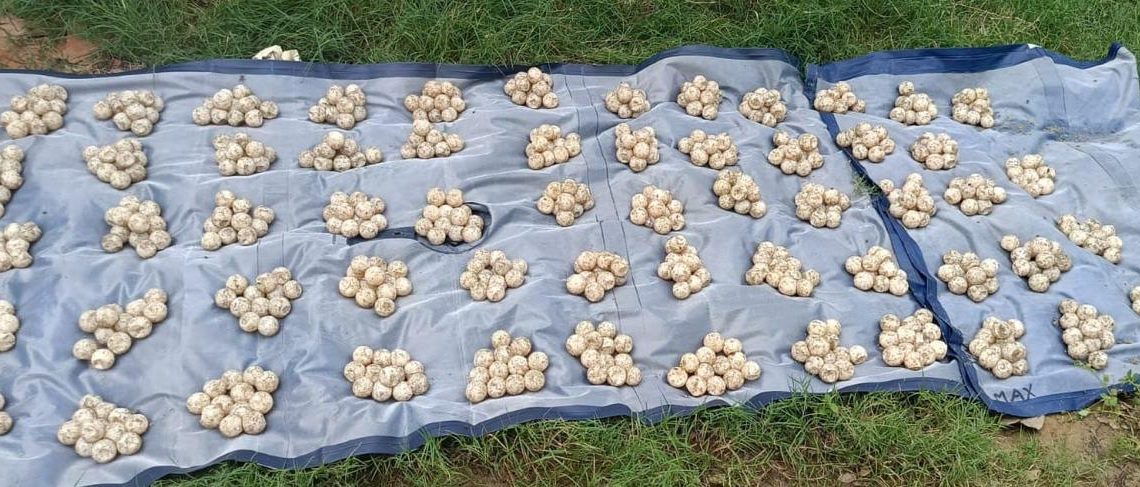 Detienen fuerzas de seguridad a dos personas y aseguran 707 huevos de tortuga en San Marcos