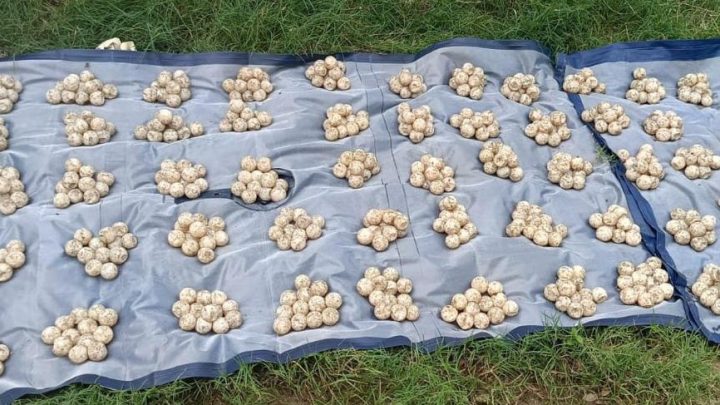 Detienen fuerzas de seguridad a dos personas y aseguran 707 huevos de tortuga en San Marcos